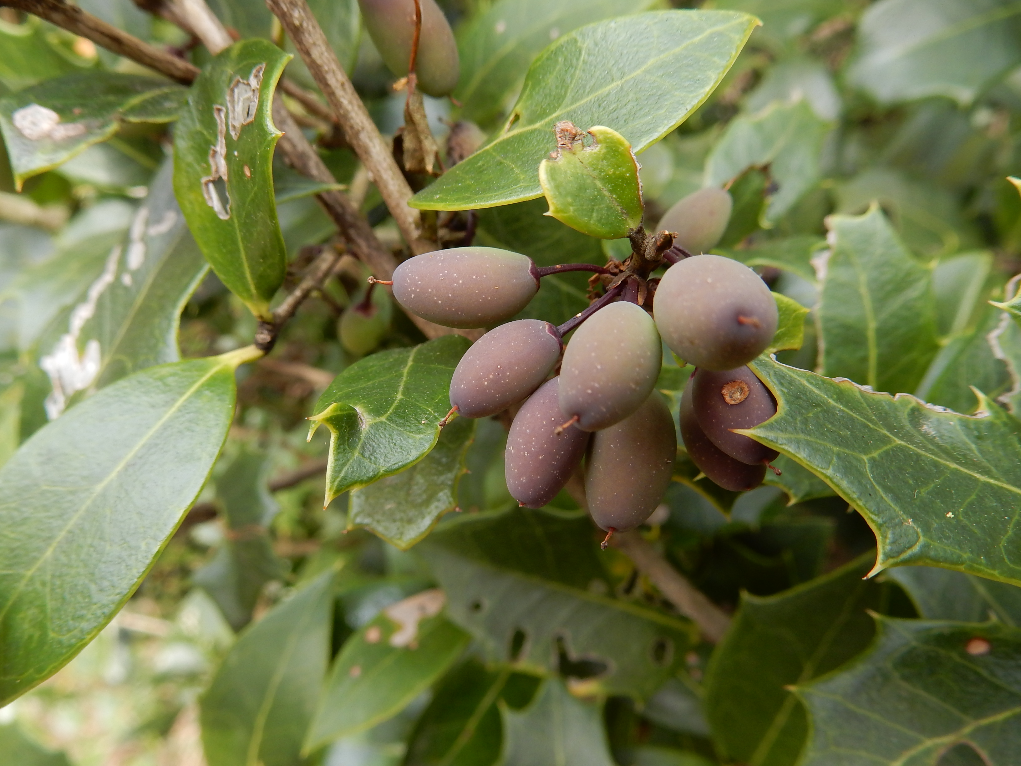 25．《ヒイラギ（柊）》 | ニッセイ緑の財団ニュース